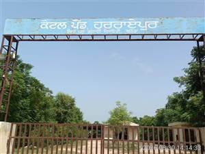 ਸਰਕਾਰਾਂ ਬਦਲੀਆਂ, ਅਫ਼ਸਰ ਬਦਲੇ, ਨਹੀਂ ਬਦਲੇ ਹਰਰਾਏਪੁਰ ਕੈਟਲ ਪੌਂਡ ਦੇ ਜ਼ਮੀਨੀ ਹਾਲਾਤ