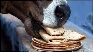 Astro Tips: ਗਾਂ ਨੂੰ ਰੋਟੀ ਖੁਆਉਣ ਨਾਲ ਬਦਲ ਜਾਵੇਗੀ ਤੁਹਾਡੀ ਕਿਸਮਤ ਪਰ ਇਨ੍ਹਾਂ ਗੱਲਾਂ ਦਾ ਰੱਖੋ ਧਿਆਨ