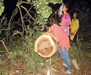 Aarey tree cutting: ਦਰਖਤ ਕੱਟਣ ਖ਼ਿਲਾਫ਼ SC 'ਚ ਪਟੀਸ਼ਨ, ਸਪੈਸ਼ਲ ਬੈਂਚ ਸੋਮਵਾਰ ਨੂੰ ਕਰੇਗੀ ਸੁਣਵਾਈ