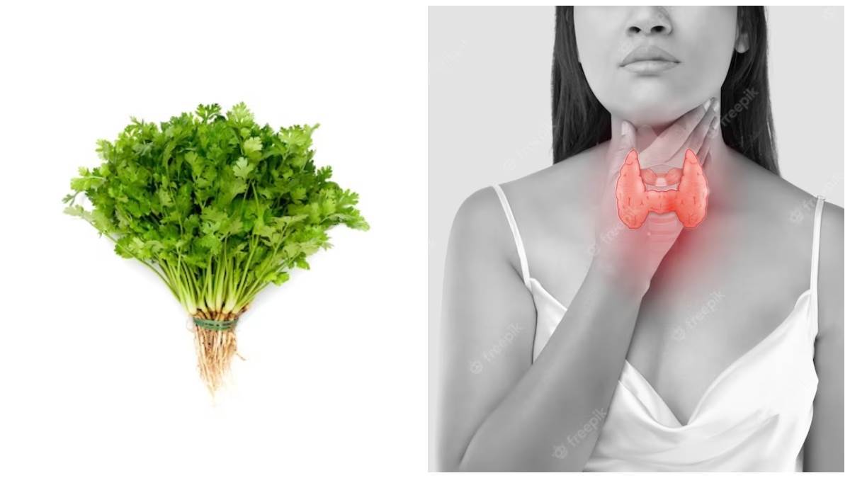 coriander in thyroid coriander will provide relief from thyroid problem know how ਧਨੀਆ ਦਿਵਾਏਗਾ