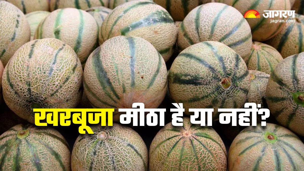 ਕੱਟਣ 'ਤੇ ਕੱਚਾ ਤੇ ਫਿੱਕਾ ਨਿਕਲਦੈ ਖਰਬੂਜਾ? ਖਰੀਦਣ ਵੇਲੇ ਅਜ਼ਮਾਓ 5 ਟ੍ਰਿਕਸ; ਹਰ ਵਾਰ ਮਿਲੇਗਾ ਮਿੱਠਾ ਤੇ ਰਸੀਲਾ ਫਲ