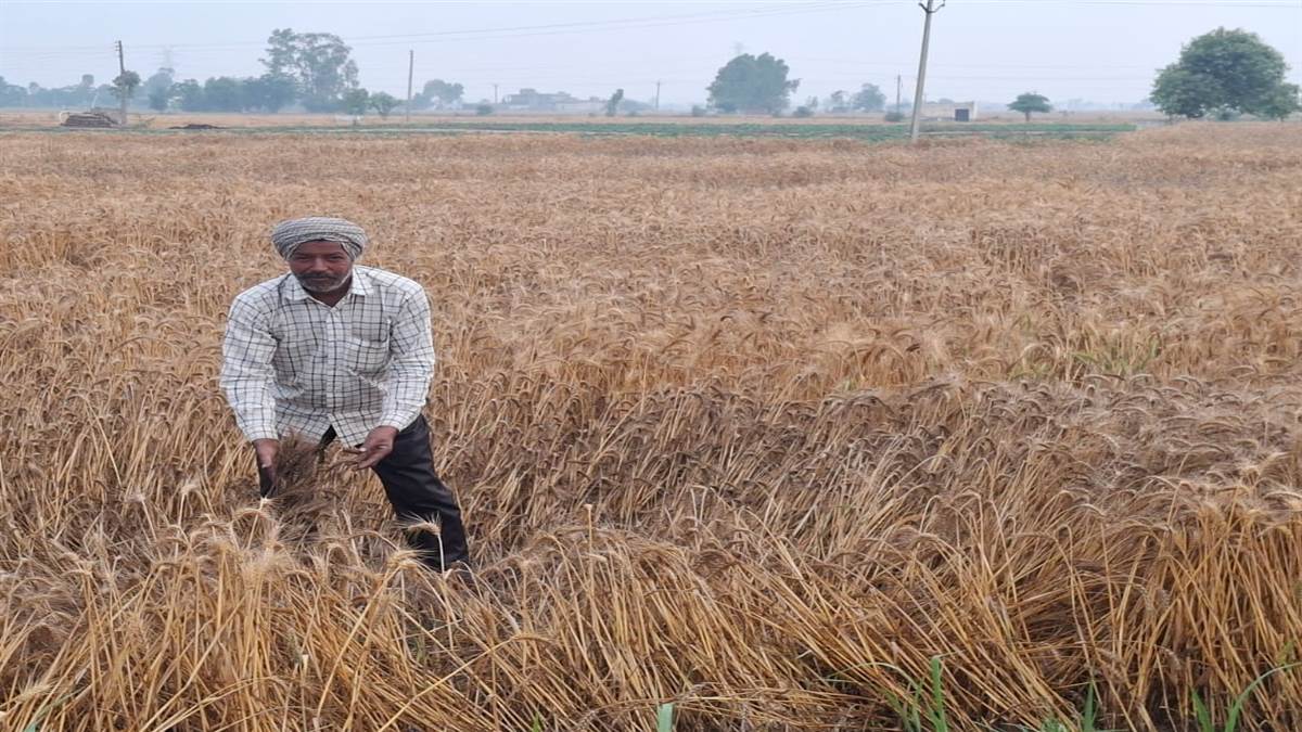 ਮੌਸਮ ਦੇ ਬਦਲੇ ਮਿਜ਼ੀਜ ਨੇ ਕਿਸਾਨਾਂ ਦੀਆਂ ਚਿੰਤਾਵਾਂ ਵਧਾਈਆਂ