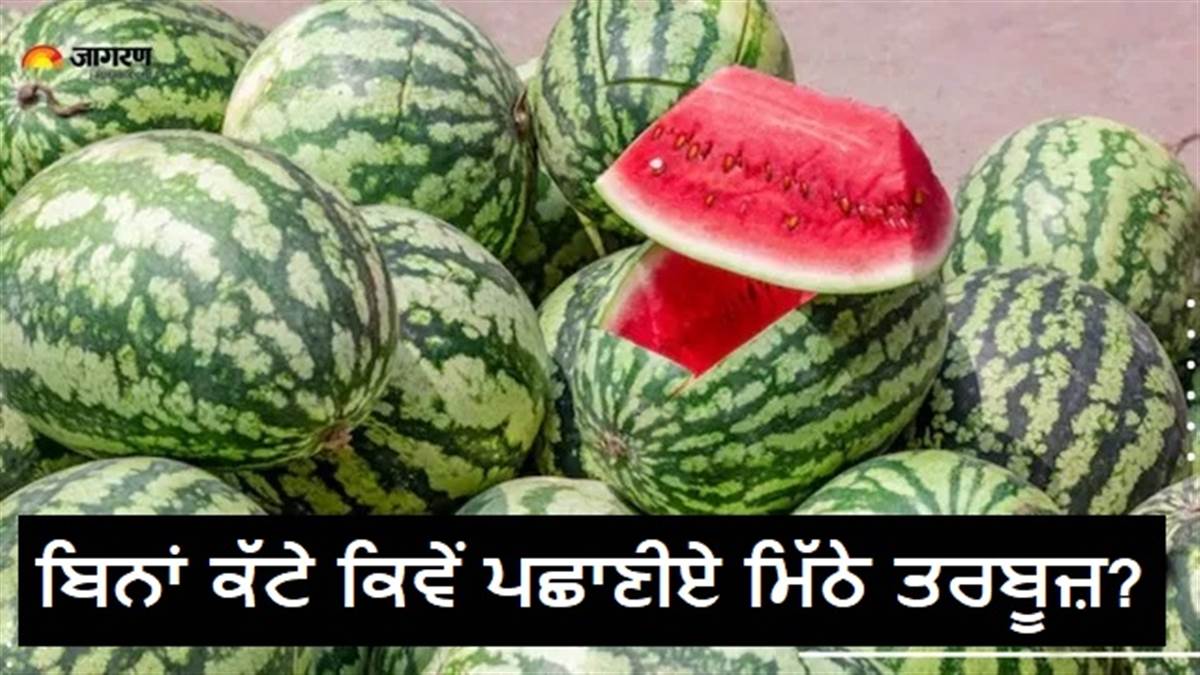 ਬਿਨਾਂ ਕੱਟੇ ਕਿਵੇਂ ਚੁਣੀਏ ਮਿੱਠਾ ਤੇ ਰਸੀਲਾ ਤਰਬੂਜ? ਖਰੀਦਦਾਰੀ ਕਰਦੇ ਸਮੇਂ ਜ਼ਰੂਰ ਚੈੱਕ ਕਰੋ ਇਹ 5 ਚੀਜ਼ਾਂ