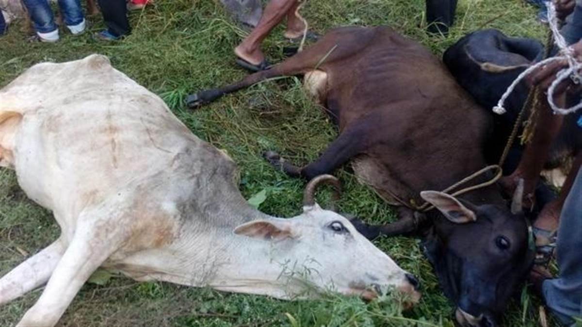 ਇਨਸਾਨੀਅਤ ਸ਼ਰਮਸਾਰ! ਬੇਜ਼ੁਬਾਨ ਗਾਂਵਾਂ ਨੂੰ ਸੜਕ ਕਿਨਾਰੇ ਸੁੱਟਿਆ; ਤੜਫਦੀਆਂ ਨੂੰ ਖੁੰਖਾਰੂ ਕੁੱਤਿਆਂ ਨੇ ਨੋਚ-ਨੋਚ ਖਾਧਾ