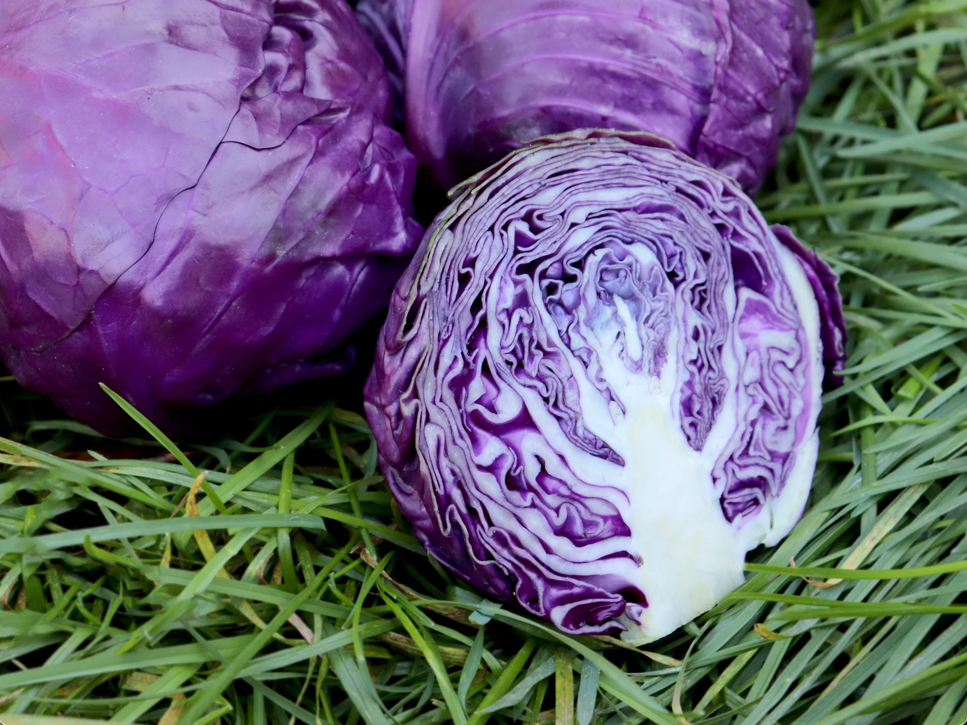 Purple Cabbage ਅਦਭੁਤ ਫਾਇਦਿਆਂ ਨਾਲ ਭਰਪੂਰ ਹੈ ਜਾਮਨੀ ਗੋਭੀ ਦਿਲ ਦੇ ਰੋਗ ਤੇ ਕੈਂਸਰ ਤੋਂ ਕਰਦੀ ਹੈ ਬਚਾਅ