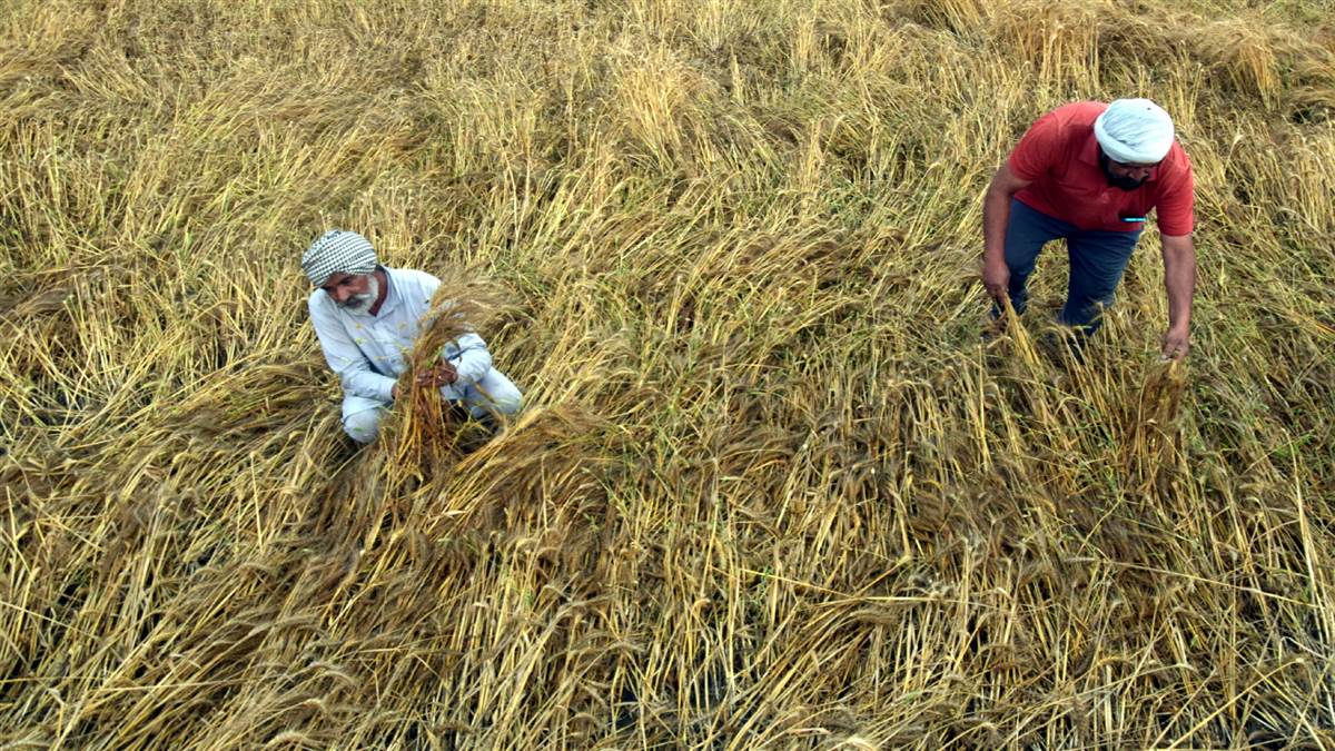 ਮੀਂਹ ਤੇ ਗੜੇਮਾਰੀ ਨੇ ਕਿਸਾਨਾਂ ਦੀ ਆਖ਼ਰੀ ਉਮੀਦ ’ਤੇ ਫੇਰਿਆ ਪਾਣੀ, ਸੂਬੇ ’ਚ ਸਵਾ ਲੱਖ ਏਕੜ ਫ਼ਸਲ ਨੂੰ ਪੁੱਜਾ ਨੁਕਸਾਨ; ਵਾਢੀ ਪੱਛੜੀ