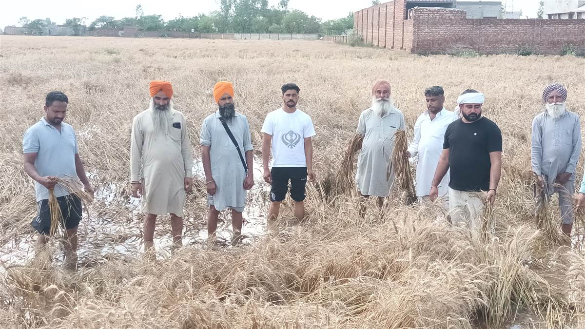 ਮੀਂਹ ਤੇ ਗੜੇਮਾਰੀ ਨੇ ਫੇਰਿਆ ਕਿਸਾਨਾਂ ਦੀਆਂ ਸਧਰਾਂ ’ਤੇ ਪਾਣੀ