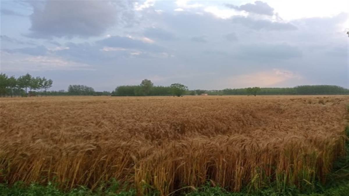 ਬੇਮੌਸਮੇ ਮੀਂਹ ਨੇ ਕਿਸਾਨਾਂ ਦੀ ਚਿੰਤਾਂ ਵਧਾਈ, ਸ਼ਹਿਰ ਦੇ ਨੀਵੇਂ ਇਲਾਕਿਆ ਵਿਚ ਭਰਿਆ ਪਾਣੀ