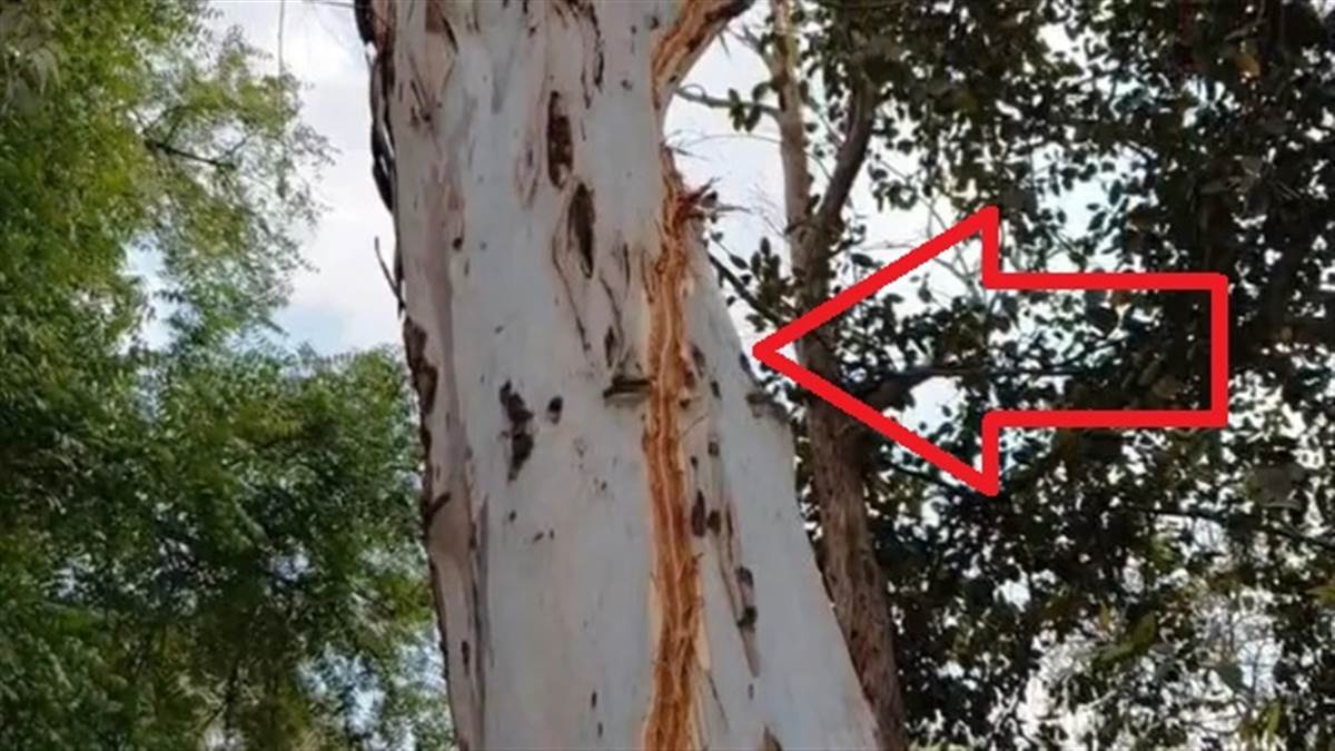 Video : ਸਰਕਾਰੀ ਸਕੂਲ 'ਚ ਡਿੱਗੀ ਅਸਮਾਨੀ ਬਿਜਲੀ, ਟਲਿਆ ਵੱਡਾ ਹਾਦਸਾ; ਸੀਸੀਟੀਵੀ 'ਚ ਕੈਦ ਹੋਈ ਸਾਰੀ ਘਟਨਾ