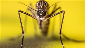 Dengue Emergency in Pakistan : ਡੇਂਗੂ ਦਾ ਹੌਟਸਪੌਟ ਬਣਿਆ ਪਾਕਿਸਤਾਨ ਦਾ ਰਾਵਲਪਿੰਡੀ ਜ਼ਿਲ੍ਹਾ, ਸਿਹਤ ਵਿਭਾਗ ਨੇ ਐਮਰਜੈਂਸੀ ਐਲਾਨੀ
