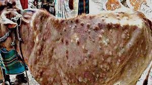 Lumpy Skin Disease : ਪੰਜਾਬ 'ਚ ਤੇਜ਼ੀ ਨਾਲ ਪੈਰ ਪਸਾਰਨ ਲੱਗਾ ਲੰਪੀ ਸਕਿਨ ਰੋਗ, ਇੰਝ ਕਰੋ ਬਿਮਾਰੀ ਤੋਂ ਬਚਾਅ