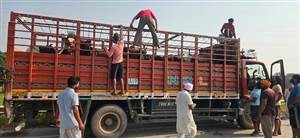 ਬੇਰਹਿਮੀ ਦੀ ਹੱਦ: ਬੰਦ ਕੈਂਟਰ 'ਚੋਂ ਮਿਲੀਆਂ 15 ਗਊਆਂ, ਦਮ ਘੁੱਟਣ ਨਾਲ 2 ਨੇ ਤੋੜਿਆ ਦਮ, ਪੁਲਿਸ ਵੱਲੋਂ ਮਾਮਲੇ ਦੀ ਜਾਂਚ ਸ਼ੁਰੂ