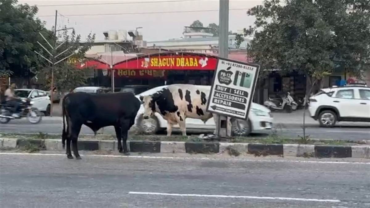 ਜ਼ਿਲ੍ਹੇ ’ਚ ਵਧੀ ਲਾਵਾਰਸ ਪਸ਼ੂਆਂ ਦੀ ਗਿਣਤੀ, ਹੁਣ ਤੱਕ 69 ਪਸ਼ੂ ਫੜੇ