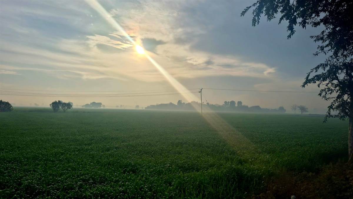 ਵਧਣ ਲੱਗਾ ਤਾਪਮਾਨ, ਕਣਕ ਦੀ ਫਸਲ ਪ੍ਰਭਾਵਿਤ ਹੋਣ ਦੇ ਅਸਾਰ