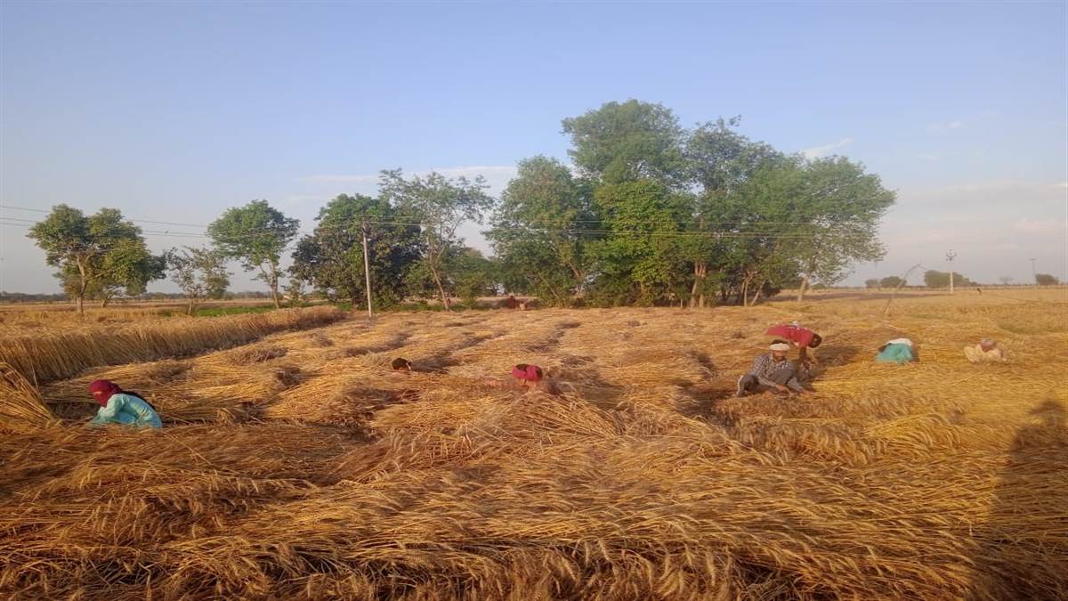 ਇਸ ਬਾਰੇ ਖੇਤੀਬਾੜੀ ਮੰਤਰੀ ਗੁਰਮੀਤ ਸਿੰਘ ਖੁੱਡੀਆਂ ਨੇ ਕੇਂਦਰ ਸਰਕਾਰ ਨੂੰ ਜੋ ਪੱਤਰ ਲਿਖਿਆ ਹੈ, ਉਸ ਮੁਤਾਬਕ ਮੀਂਹ ਤੇ ਗੜੇਮਾਰੀ ਕਾਰਨ ਸੂਬੇ ’ਚ 1.30 ਲੱਖ ਏਕੜ ਫ਼ਸਲ ਦਾ ਨੁਕਸਾਨ ਹੋਇਆ ਹੈ। ਇਹ ਅਨੁਮਾਨਤ ਨੁਕਸਾਨ ਹੈ ਤੇ ਗਿਰਦਾਵਰੀ ਤੋਂ ਬਾਅਦ ਅਸਲ ਤਸਵੀਰ ਕੁਝ ਹੋਰ ਹੋ ਸਕਦੀ ਹੈ।