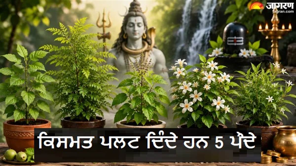 ਸਾਵਣ 'ਚ ਘਰ ਲੈ ਆਓ ਇਹ 5 ਚਮਤਕਾਰੀ ਪੌਦੇ, ਬਦਲ ਜਾਵੇਗੀ ਕਿਸਮਤ, ਖ਼ਾਸ ਕਰਕੇ ਤੀਜਾ ਪੌਦਾ ਹੈ ਸਭ ਤੋਂ ਪਾਵਰਫੁੱਲ !