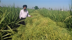 ਖੇਤੀ ਦੇ ਕੁਦਰਤੀਕਰਨ ਦਾ ਮੂਲ ਮੰਤਰ ਆਕਾਸ਼, ਪਾਣੀ ਤੇ ਸਮੇਂ ਦਾ ਸੁਮੇਲ