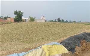 ਮਾਲਵੇ ’ਚੋਂ ਮੱਕੀ ਦੇ ਅਚਾਰ ਦਾ ਕਾਰੋਬਾਰ ਬਾਹਰਲੇ ਸੂਬਿਆਂ ਤੱਕ ਫੈਲਿਆ