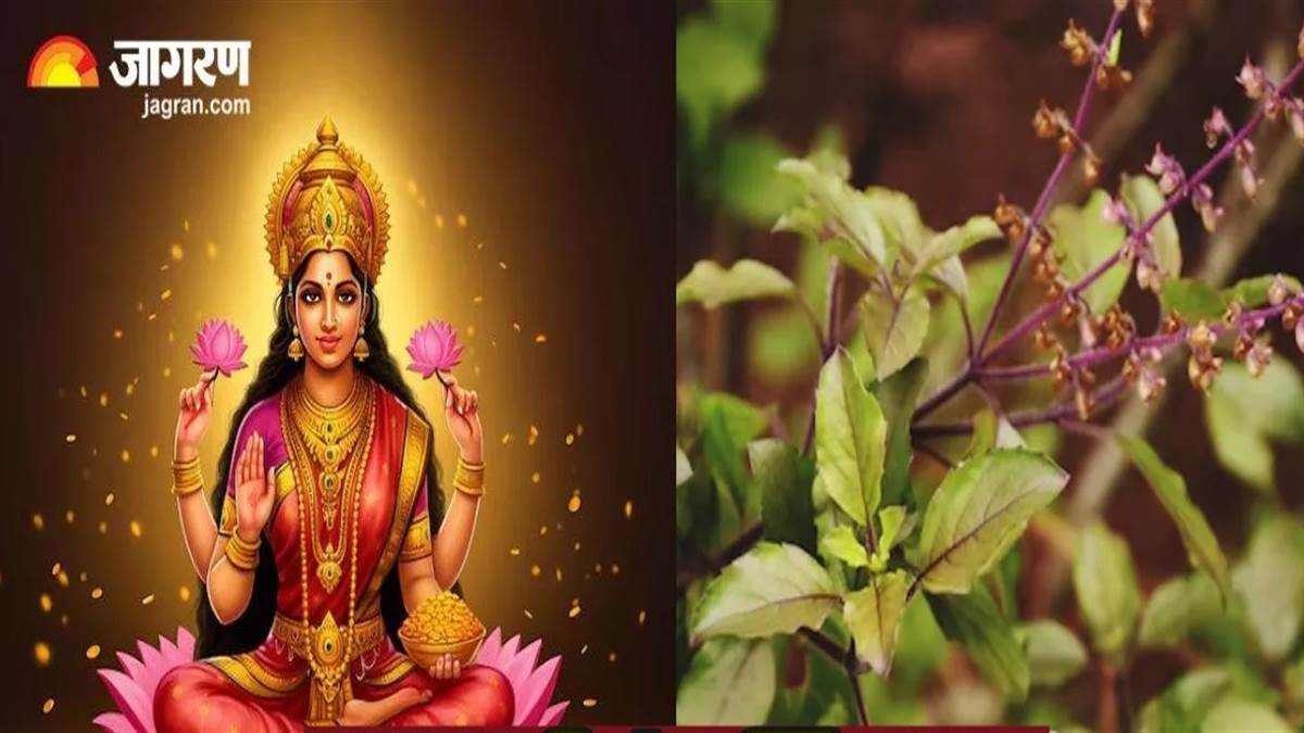 Tulsi Puja Niyam: ਤੁਲਸੀ ਪੂਜਾ ਦੌਰਾਨ ਰੱਖੋ ਇਨ੍ਹਾਂ ਗੱਲਾਂ ਦਾ ਧਿਆਨ ਤਾਂ ਧਨ ਤੇ ਖੁਸ਼ਹਾਲੀ ਦੀ ਨਹੀਂ ਰਹੇਗੀ ਕਮੀ