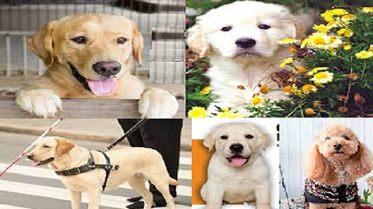 Noida Dog Park ਕੁੱਤਿਆਂ ਲਈ ਨੋਇਡਾ 'ਚ ਬਣਾਇਆ ਜਾ ਰਿਹੈ ਦੇਸ਼ ਦਾ ਸਭ ਤੋਂ ਅਨੋਖਾ