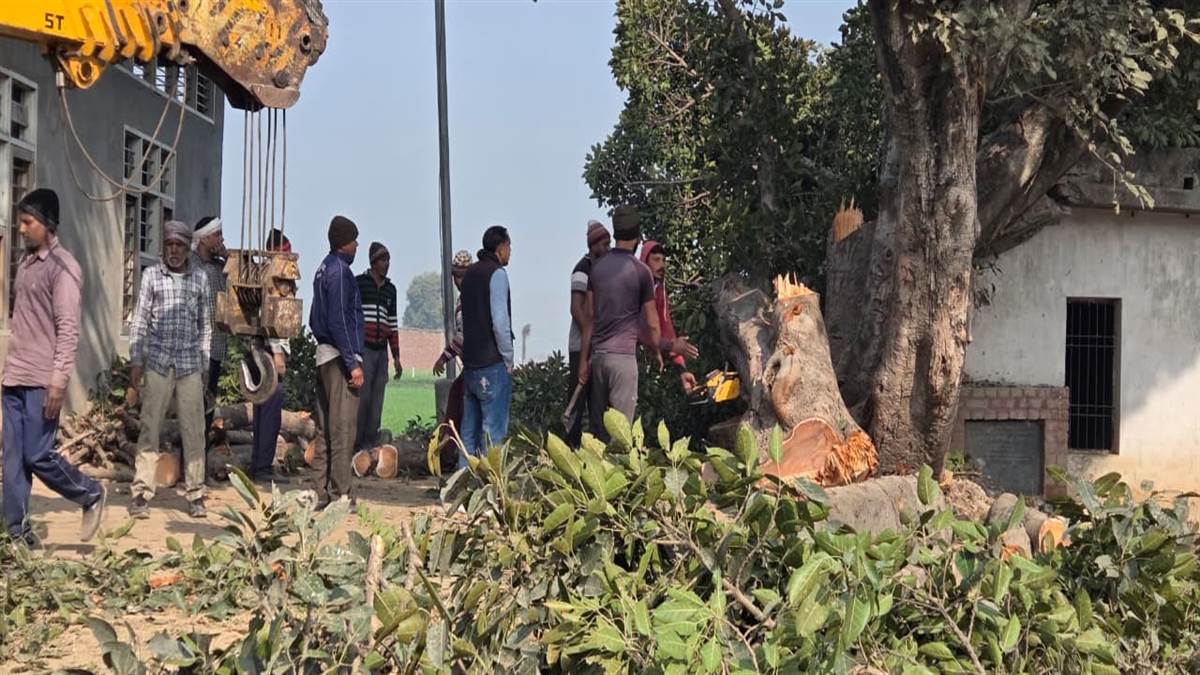 ਪੁਰਾਣਾ ਰੁੱਖ ਵੱਢਣ ਕਾਰਨ ਪਿੰਡ ਵਾਸੀਆਂ ਤੇ ਵਾਤਾਵਰਨ ਪ੍ਰੇਮੀਆਂ ’ਚ ਭਾਰੀ ਰੋਸ