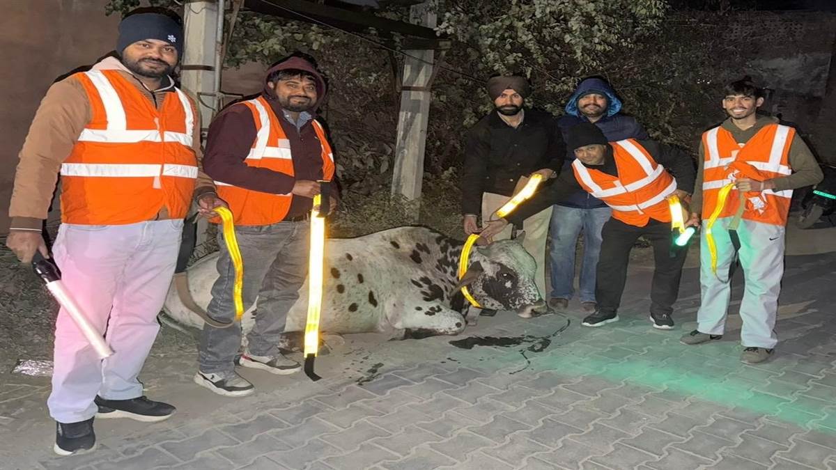 ਸੜਕ ਸੁਰੱਖਿਆ ਤਹਿਤ 200 ਪਸ਼ੂਆਂ ਦੇ ਗਲਾਂ ’ਚ ਪਾਈਆਂ ਜਾਣਗੀਆਂ ਰੇਡੀਅਮ ਬੈਲਟਾਂ