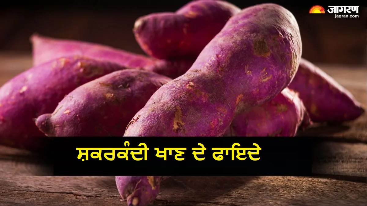 ਕੀ ਤੁਸੀਂ ਵੀ ਸ਼ਕਰਕੰਦੀ ਨੂੰ ਸਮਝਦੇ ਹੋ ਮਾਮੂਲੀ ਸਬਜ਼ੀ? ਇਸ ਦੇ 6 ਬੇਮਿਸਾਲ ਫਾਇਦੇ ਜਾਣ ਕੇ ਅੱਜ ਤੋਂ ਹੀ ਖਾਣਾ ਸ਼ੁਰੂ ਕਰ ਦਿਓਗੇ