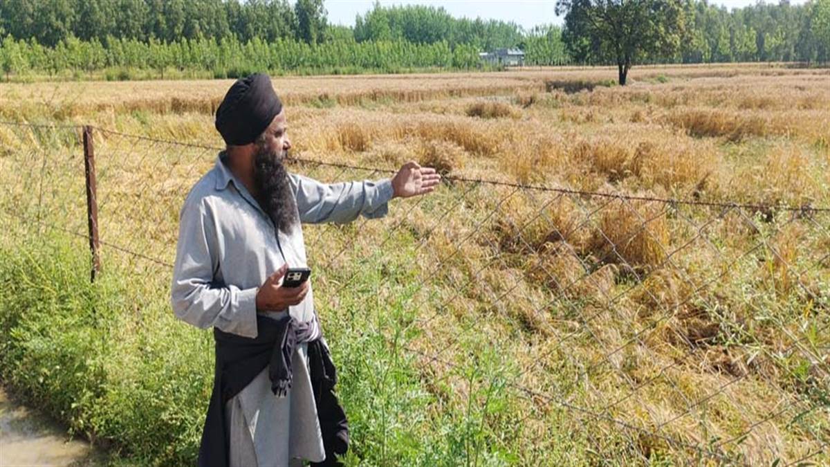 ਬੇਮੌਸਮੀ ਮੀਂਹ ਨੇ ਪਿੰਡ ਕੁੱਲਪੁਰ 'ਚ ਮਚਾਈ ਤਬਾਹੀ