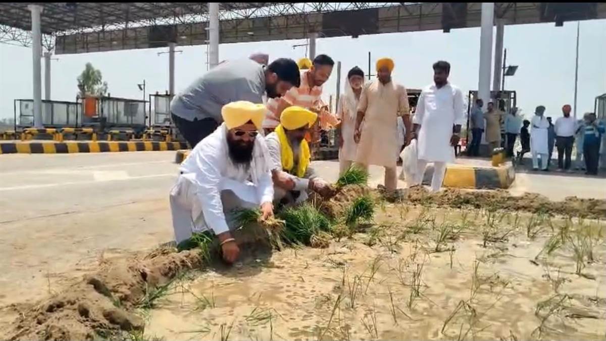 8 ਸਾਲਾਂ ਤੋਂ ਮੁਆਵਜ਼ੇ ਲਈ ਭਟਕ ਰਹੇ ਕਿਸਾਨ ਨੇ ਟੋਲ ਪਲਾਜ਼ਾ ’ਤੇ ਲਾਇਆ ਝੋਨਾ