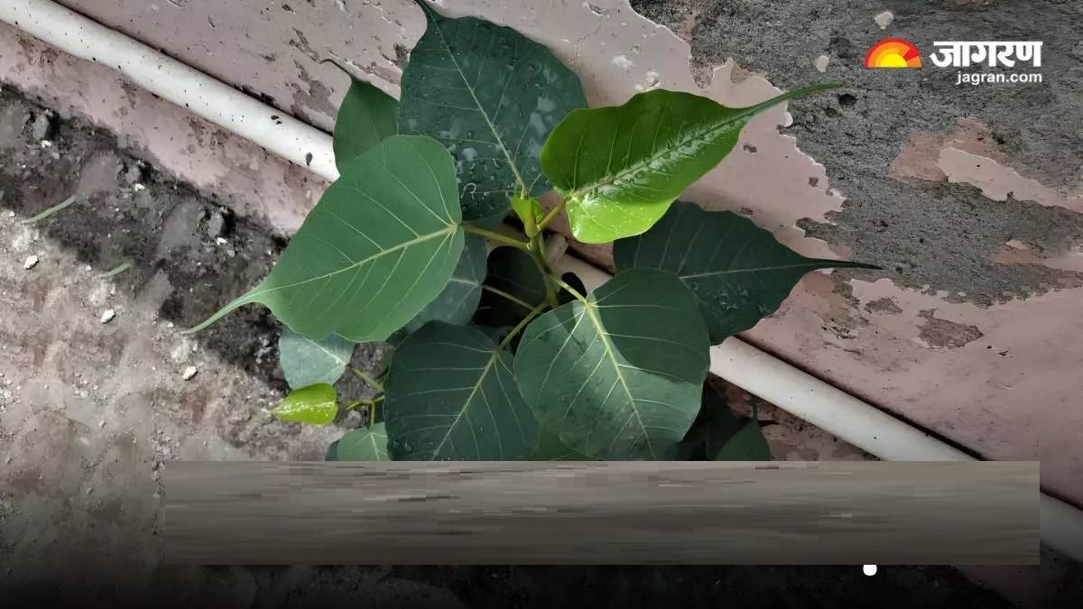 Vastu Upay : ਪਿੱਪਲ ਦੇ ਪੌਦੇ ਨੂੰ ਬਿਨਾਂ ਕੱਟੇ ਘਰੋਂ ਕਿਵੇਂ ਹਟਾਈਏ? ਜਾਣੋ ਵਾਸਤੂ ਮਾਹਿਰ ਤੋਂ ਸਹੀਂ ਤਰੀਕਾਂ