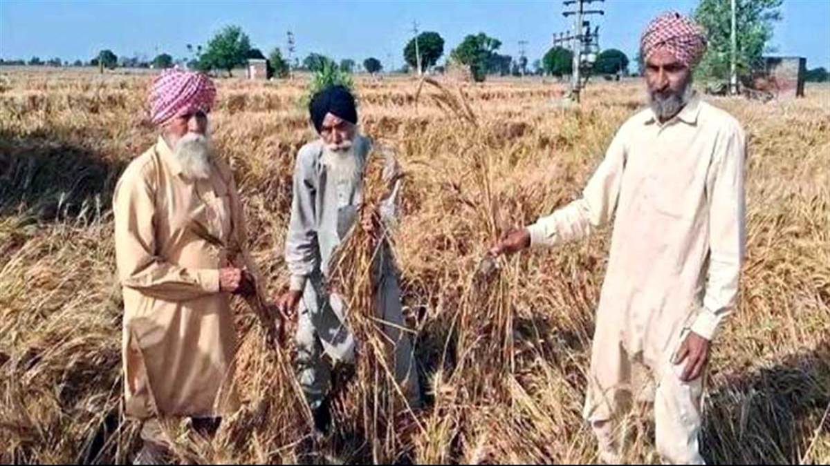 ਮੀਂਹ ਤੇ ਗੜੇਮਾਰੀ ਕਾਰਨ ਕਣਕ ਦਾ ਭਾਰੀ ਨੁਕਸਾਨ