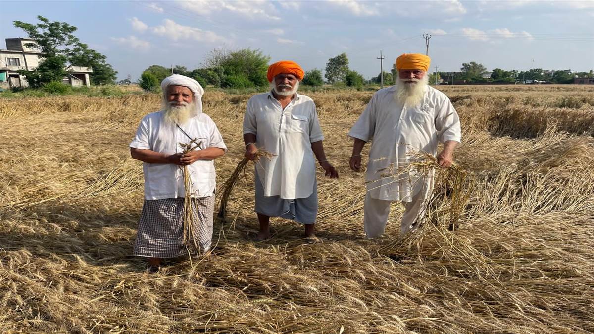 ਧੁੱਪ ਲੱਗਦਿਆਂ ਹੀ ਕਣਕਾਂ ਦੀ ਕਟਾਈ ਕਰਨ ਦੀ ਉਮੀਦ ਵਧੀ
