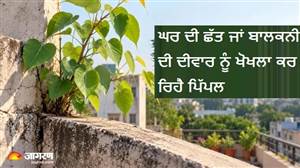 ਦੀਵਾਰਾਂ 'ਚ ਉੱਗ ਆਇਆ ਪਿੱਪਲ ਦਾ ਦਰੱਖਤ? ਜੜ੍ਹ ਸਮੇਂ ਖ਼ਤਮ ਕਰਨ ਲਈ ਅਪਣਾਓ ਇਹ 3 ਅਸਰਦਾਰ ਘਰੇਲੂ ਤਰੀਕੇ