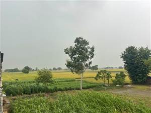 ਸੂਬੇ 'ਚ ਬੇਮੌਸਮੀ ਬਾਰਿਸ਼ ਨੇ ਕਿਸਾਨਾਂ ਦੇ ਸਾਹ ਸੂਤੇ, ਪੱਕੇ ਝੋਨੇ ਦੀ ਫ਼ਸਲ ਨੂੰ ਨੁਕਸਾਨ ਦਾ ਖ਼ਤਰਾ