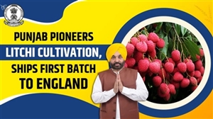 ਮਾਨ ਸਰਕਾਰ ਦੀ ਵੱਡੀ ਕਾਮਯਾਬੀ: ਪੰਜਾਬ ਲੀਚੀ ਦਾ ਨੰਬਰ 1 ਹੱਬ, ਕਿਸਾਨਾਂ ਦੀ ਆਮਦਨ 5 ਗੁਣਾ ਵਧੀ