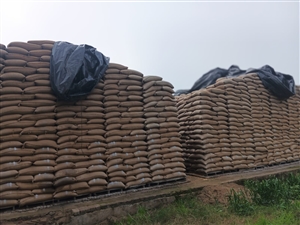 ਬਰਨਾਲਾ 'ਚ ਪਨਸਪ ਦੇ ਗੋਦਾਮ ’ਚ ਵੱਡੀ ਚੋਰੀ, 250 ਦੇ ਕਰੀਬ ਕਣਕ ਦੀਆਂ ਬੋਰੀਆਂ ਉਡਾ ਕੇ ਲੈ ਗਏ ਚੋਰ