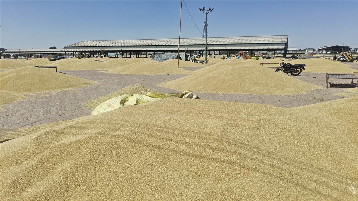 ਮੰਡੀਆਂ ਚ ਆਇਆ ਪੀਲੇ ਸੋਨੇ ਦਾ ਹੜ, ਖਰੀਦਦਾਰ ਨਾਦਾਰਦ