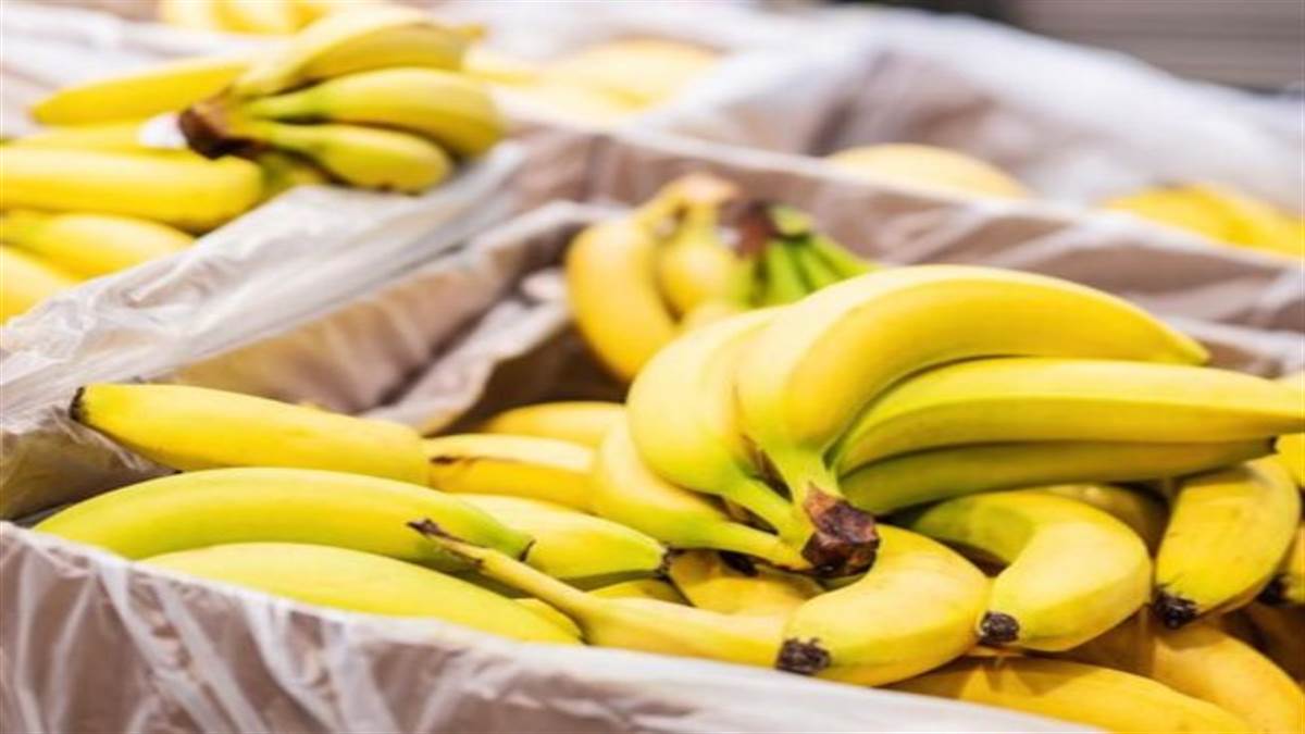 ਕੀ ਤੁਸੀਂ ਵੀ ਖਾ ਰਹੇ ਹੋ ਕੈਮੀਕਲ ਨਾਲ ਪਕਾਇਆ ਕੇਲਾ? FSSAI ਦੀਆਂ ਗਾਈਡਲਾਈਨਜ਼ ਨਾਲ ਮਿੰਟਾਂ 'ਚ ਕਰੋ ਪਛਾਣ