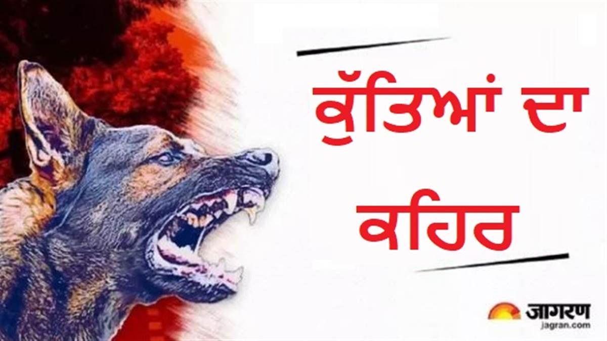 Ferozepur News : ਸੈਰ ਕਰ ਰਹੀ ਅਧਿਆਪਕਾ ਨੂੰ ਅਵਾਰਾ ਕੁੱਤਿਆਂ ਨੇ ਬੁਰੀ ਤਰ੍ਹਾਂ ਨੋਚਿਆ, ਹੱਥ ਦੀਆਂ ਨਾੜਾਂ ਆਈਆਂ ਬਾਹਰ