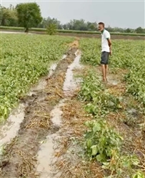 ਮੀਂਹ ਤੇ ਗੜੇਮਾਰੀ ਕਾਰਨ ਫਸਲਾਂ ਦਾ ਨੁਕਸਾਨ