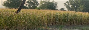 ਤੇਜ਼ ਹਨੇਰੀ ਤੇ ਝੱਖੜ ਬਣਿਆ ਆਫਤ, ਸਾਰੀ ਰਾਤ ਬਿਜਲੀ ਰਹੀ ਗੁੱਲ