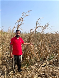 ਮੱਕੀ ਦੀ ਪੱਕੀ ਹੋਈ ਫਸਲ ’ਤੇ ਹੋਈ ਬਰਸਾਤ ਤੇ ਝੱਖੜ ਨੇ ਕਿਸਾਨਾਂ ਦੇ ਸਾਹ ਸੂਤੇ