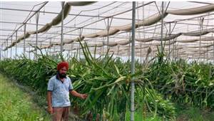 ਡ੍ਰੈਗਨ ਫਰੂਟ ਦੀ ਕਾਸ਼ਤ ਨਾਲ ਚੋਖੀ ਕਮਾਈ ਕਰ ਰਿਹੈ ਠੁੱਲੇਵਾਲ ਦਾ ਕਿਸਾਨ ਸਤਨਾਮ ਸਿੰਘ, ਪਾਣੀ ਦੀ ਬੱਚਤ ਨਾਲ ਕਮਾ ਰਿਹੈ 12 ਲੱਖ ਰੁਪਏ ਸਾਲਾਨਾ