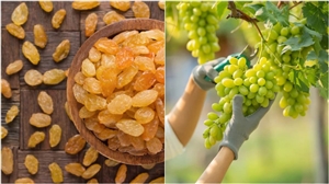 Grapes vs Raisins: ਕੀ ਭਿੱਜੀ ਸੌਗੀ ਤਾਜ਼ੇ ਅੰਗੂਰਾਂ ਨਾਲੋਂ ਜ਼ਿਆਦਾ ਫਾਇਦੇਮੰਦ ਹੈ? ਜਾਣੋ ਸੱਚਾਈ