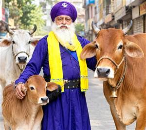 ਪਸ਼ੂਆਂ ਦੀ ਸੁਰੱਖਿਆ ਲਈ ਬਾਬਾ ਬਲਵੀਰ ਸਿੰਘ ਨੇ ਚੁੱਕਿਆ ਵਿਸ਼ੇਸ਼ ਬੀੜਾ
