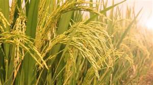 ਮੌਸਮੀ ਬਦਲਾਅ ਤੇ ਮੀਂਹ ਦੀ ਚਿਤਾਵਨੀ, ਜਾਣੋ ਝੋਨੇ ਦੀ ਕਟਾਈ ਤੇ ਕਣਕ ਦੀ ਬਿਜਾਈ 'ਤੇ ਕੀ ਪਵੇਗਾ ਅਸਰ