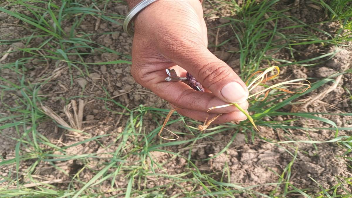 ਕਣਕ ਦੀ ਫਸਲ ’ਤੇ ਸੁੰਡੀ ਦਾ ਹਮਲਾ, ਚਿੰਤਾ ’ਚ ਪਏ ਕਿਸਾਨ