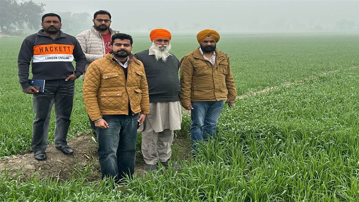 ਪਰਾਲੀ ਸਾੜੇ ਬਿਨਾਂ ਕਿਸਾਨ ਵੱਲੋਂ ਬੀਜੀ ਕਣਕ ਦਾ ਮੁੱਖ ਖੇਤੀਬਾੜੀ ਅਫਸਰ ਵੱਲੋਂ ਦੌਰਾ