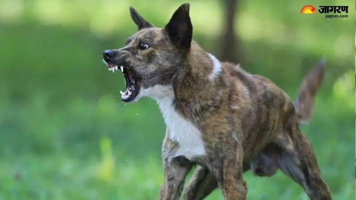 ਸ਼ਰਮਨਾਕ! ਵੋਟਰਾਂ ਨੂੰ ਖ਼ੁਸ਼ ਕਰਨ ਲਈ 500 ਮਾਸੂਮ ਕੁੱਤਿਆਂ ਦੀ ਲਈ ਜਾਨ, 5 ਸਰਪੰਚਾਂ ਖ਼ਿਲਾਫ਼ ਮਾਮਲਾ ਦਰਜ