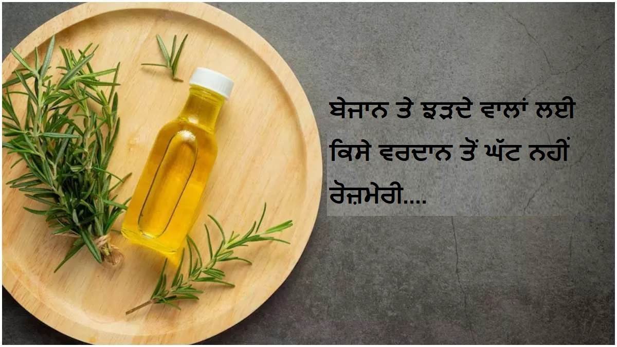 Rosemary For Hair : ਬੇਜਾਨ ਤੇ ਝੜਦੇ ਵਾਲਾਂ ਲਈ ਰੋਜ਼ਮੇਰੀ ਵਰਦਾਨ ਤੋਂ ਘੱਟ ਨਹੀਂ, ਇਸ ਤਰ੍ਹਾਂ ਕਰੋ ਵਰਤੋ